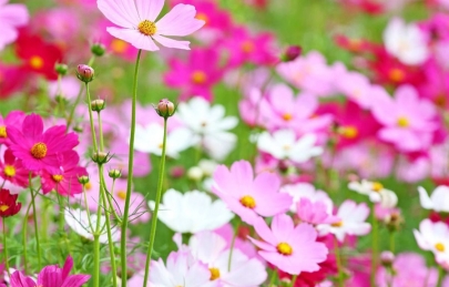 Vườn hoa cánh bướm tại Ecogarden